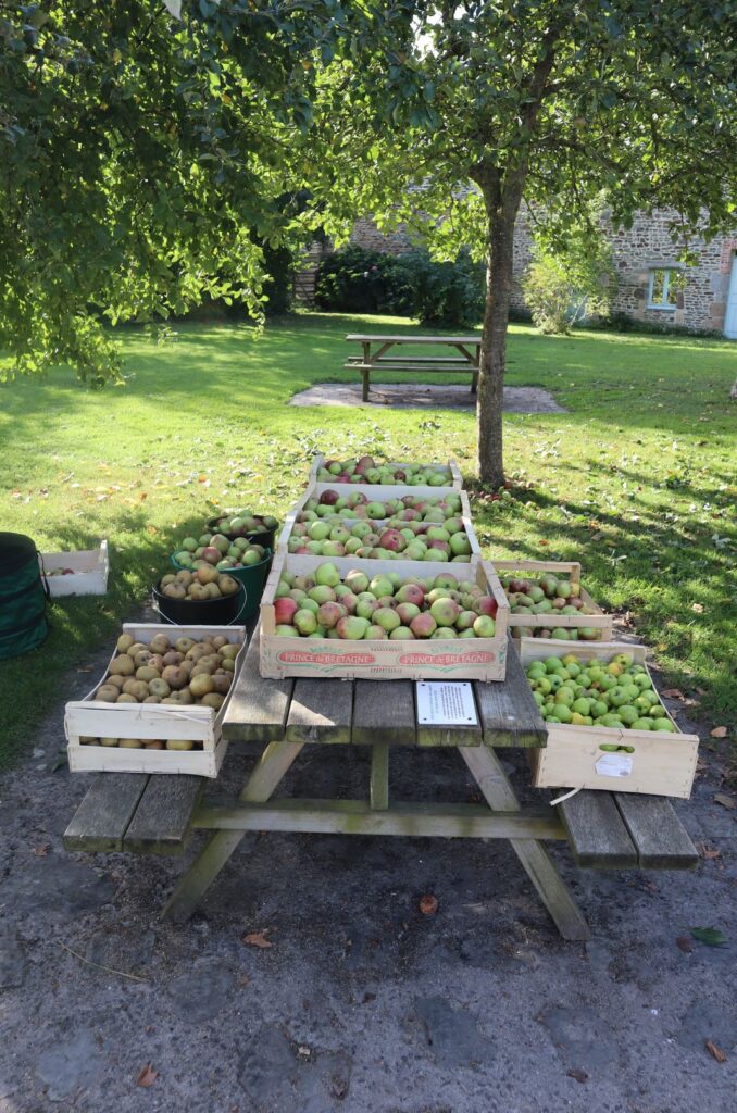 les pommes ramassaient à l'écomusée de la baie pour le jus de pomme