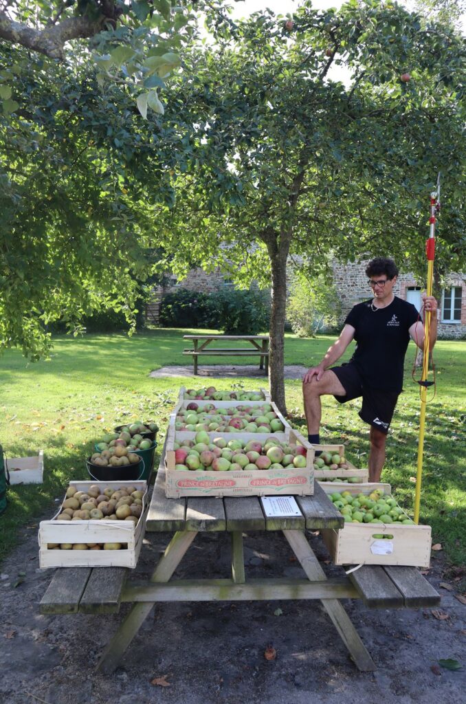 les pommes ramassaient à l'écomusée de la baie pour le jus de pomme