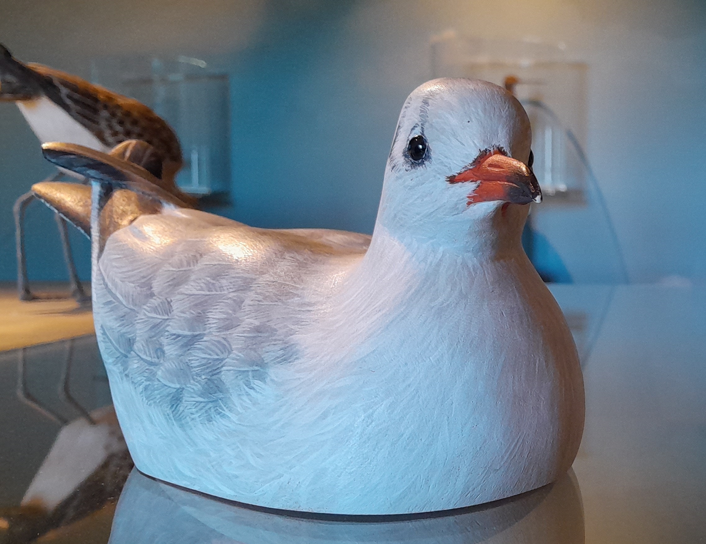 Maquette de la mouette rieuse