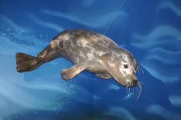 La maquette de phoque de l'écomusée dans l'espace aquatique