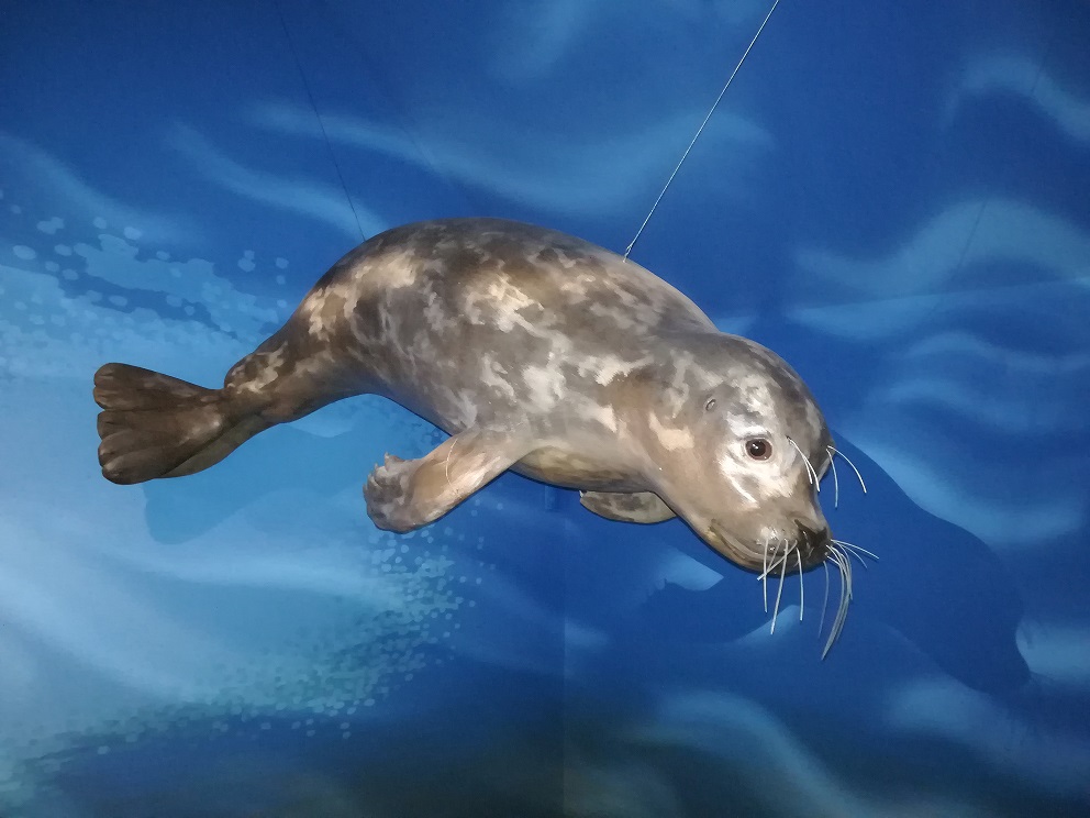 La maquette de phoque de l'écomusée dans l'espace aquatique