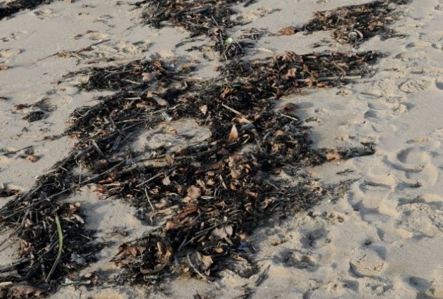 La laisse de mer sur la plage
