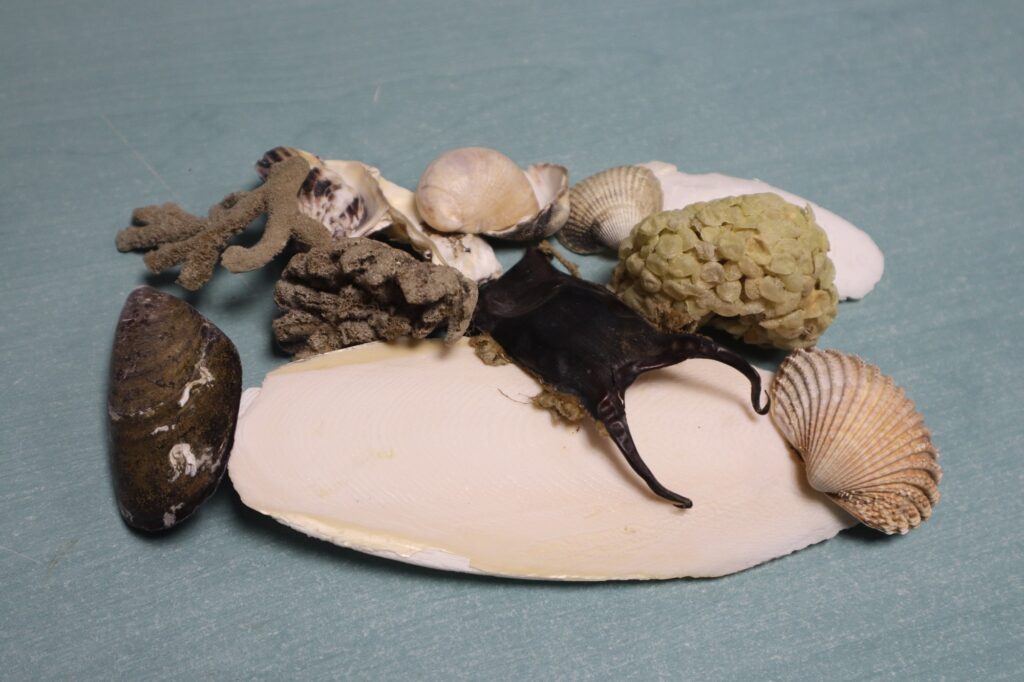 Exemple de la laisse de mer : os de seiche, oeufs de bulots, algues...