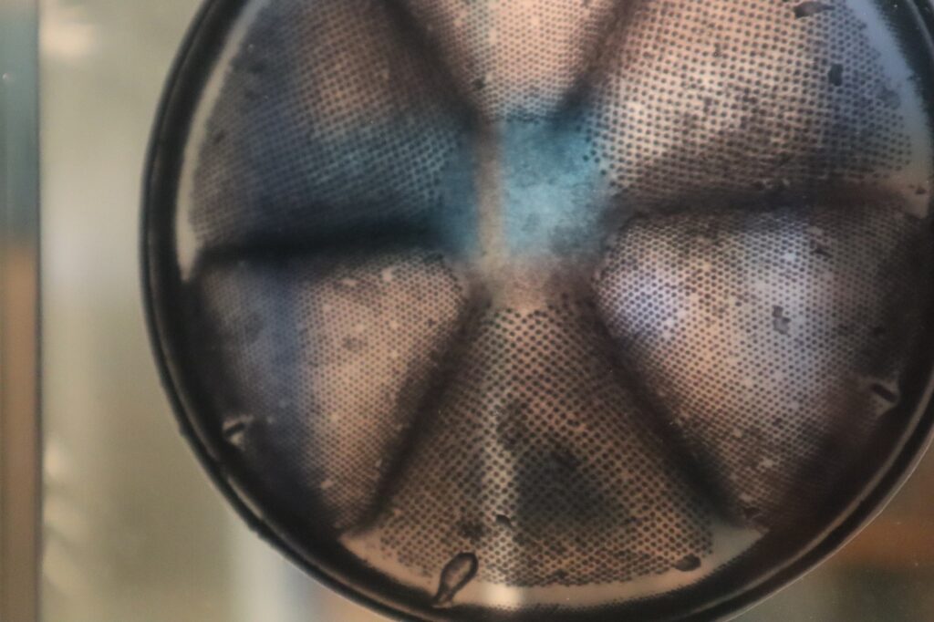 Représentation d'une diatomée vue par microscope