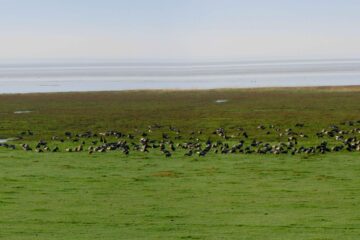 Les oies bernaches cravants installées sur le pré-salé devant l'écomusée