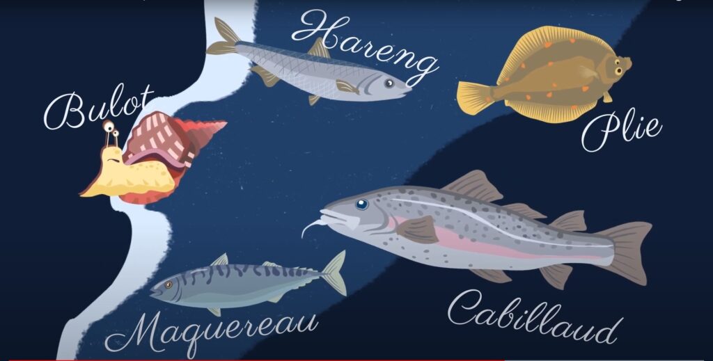 Dessins de différents poissons de la mer de la Manche