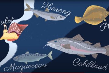 Dessins de différents poissons de la mer de la Manche