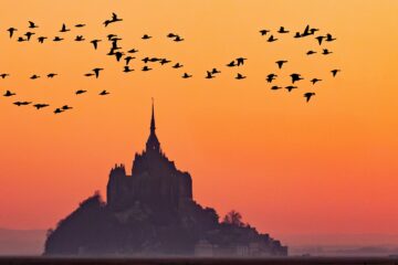 Photo de Pascal Percheron montrant un vol de bernache au coucher de soleil avec le Mont en arrière-plan