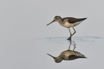 Photographie d'André Gloux présentant un chevalier aboyeur marchant dans l'eau.