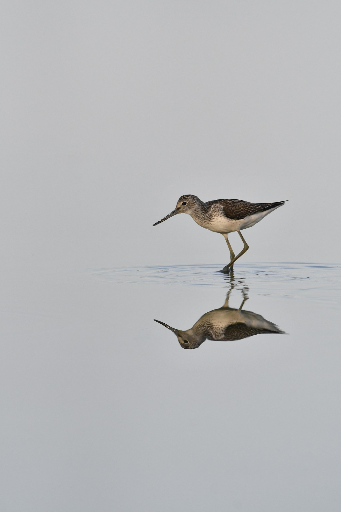 Photographie d'André Gloux présentant un chevalier aboyeur marchant dans l'eau.